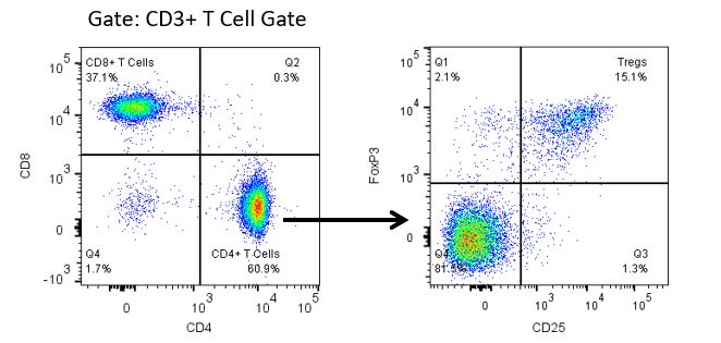 Regulatory T cell analysis in the murine CT.26 colorectal tumor model Regulatory T cell analysis in the murine CT.26 colorectal tumor model