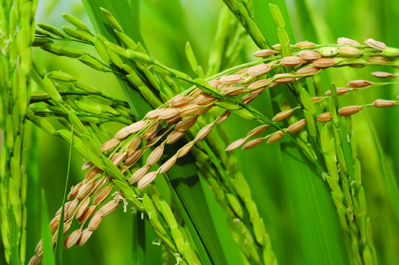 Rice-Plant 水稻植株