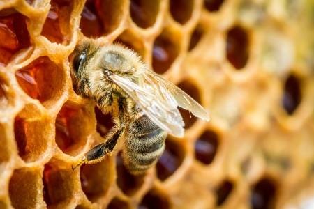 蜜蜂的照片