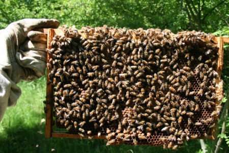 Covance蜜蜂