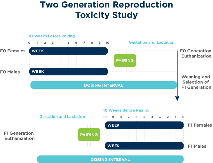Two Generation Reproduction Toxicity Study