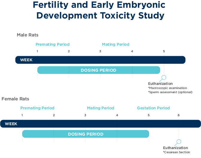 Fertility and Early Embryonic Toxicity Study