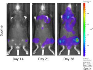 图2：C57BL / KALWRIJ小鼠中5TGM1细胞的生物发光成像