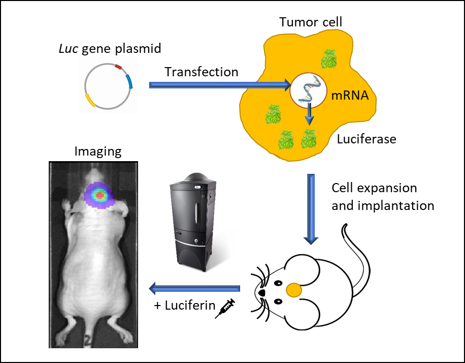 BLI-tech-spotlight-figure1