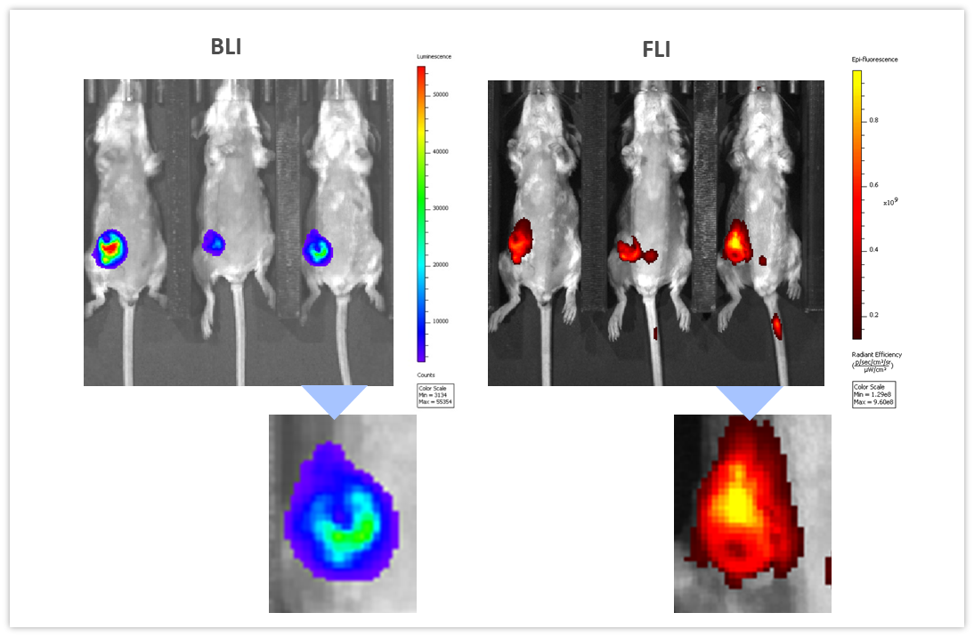 BLI-tech-spotlight-figure7