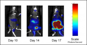 图1B：在未处理的小鼠C1498-LUC-mCherry的肿瘤负荷代表BLI图像。