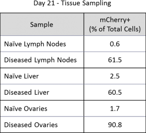 表2：C1498-吕克-的mCherry + AML细胞的组织中的比例（N = 1）。