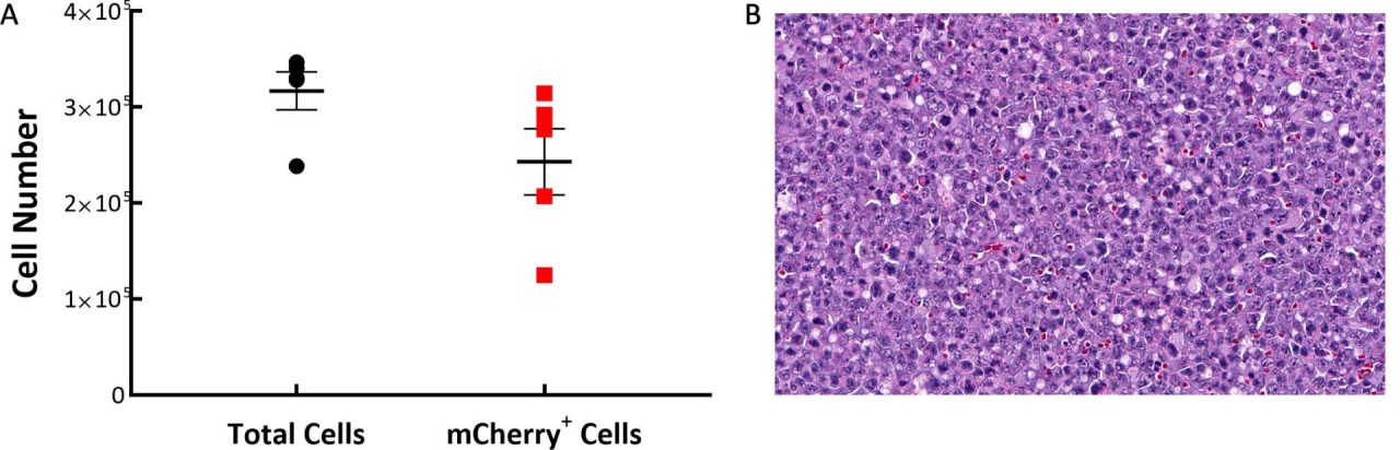 图1:C57BL/6小鼠C1498 Luc-mCherry肿瘤组成