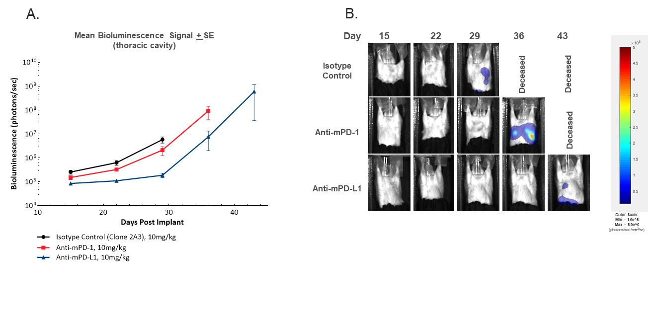 图3。活体BLI成像通过胸部区域的平均肿瘤负荷（A）或代表性BLI图像（B）监测胸部信号随时间的发展。