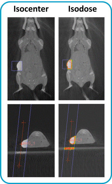 图1：遵循放置到治疗床，CBCT的治疗计划进行。将得到的CT被装载到治疗计划软件和治疗计划对每个动物进行了优化。这个例子中示出了等中心点和等剂量用于与皮下肿瘤小鼠。