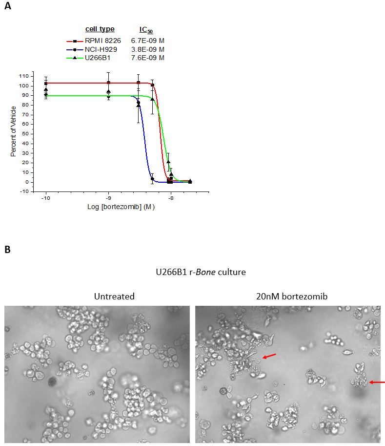 图3：硼替佐米对骨髓瘤细胞增殖的抑制作用