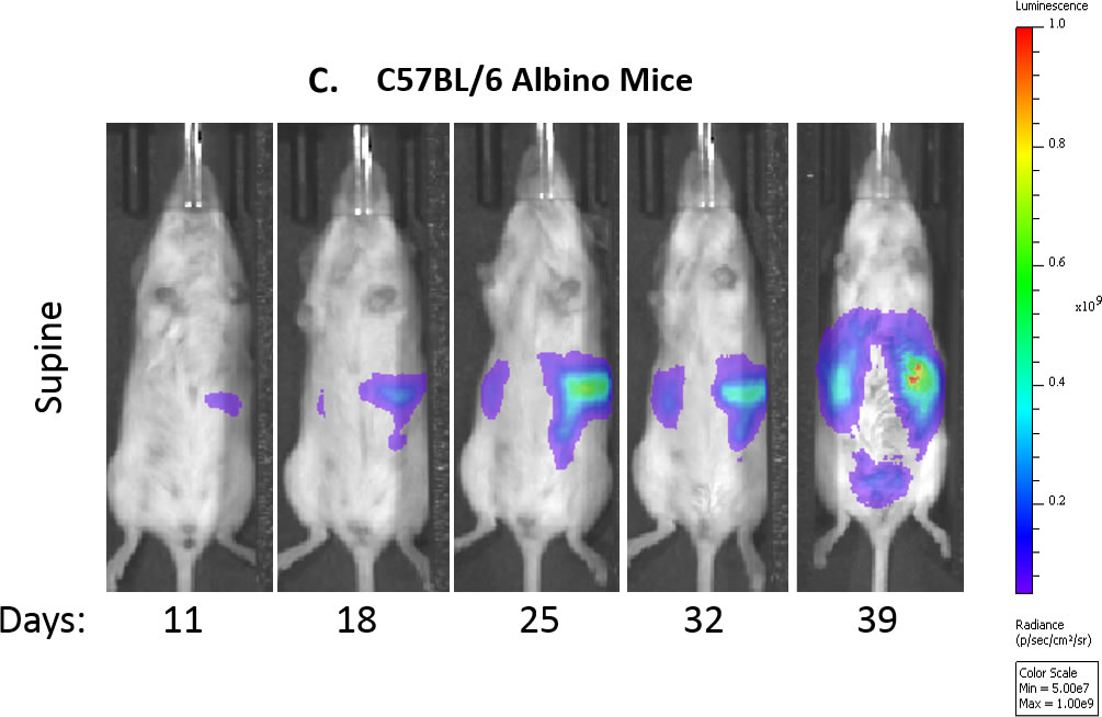 图。图1C：随时间的控制鼠标的代表性生物发光图像。