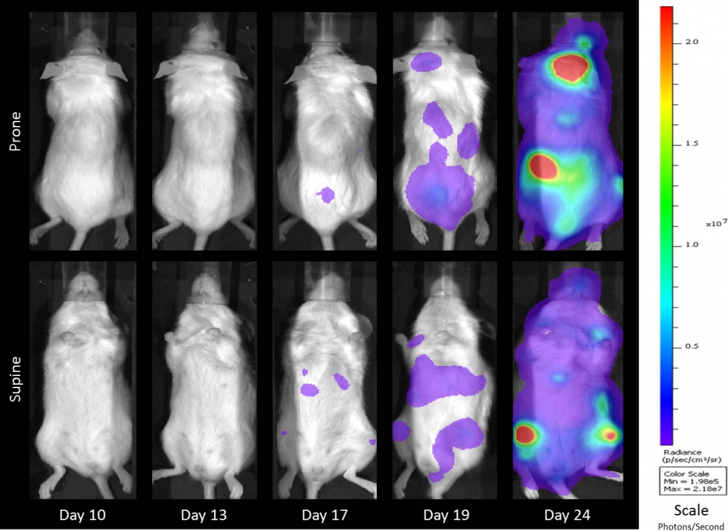 图1B：在NSG小鼠的Raji-吕克的IV注射以下代表全身生物发光图像