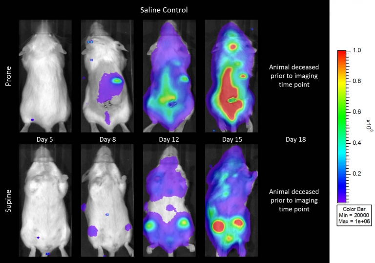 图2C1: CB.17 SCID小鼠IV注射Raji-Luc后的代表性全身生物发光图像(生理盐水对照)