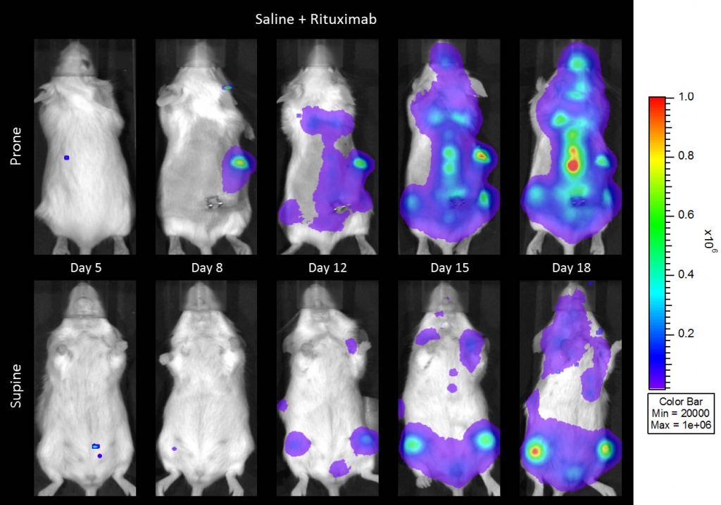 图2C2:CB.17 SCID小鼠（生理盐水+利妥昔单抗）静脉注射Raji-Luc后的代表性全身生物发光图像