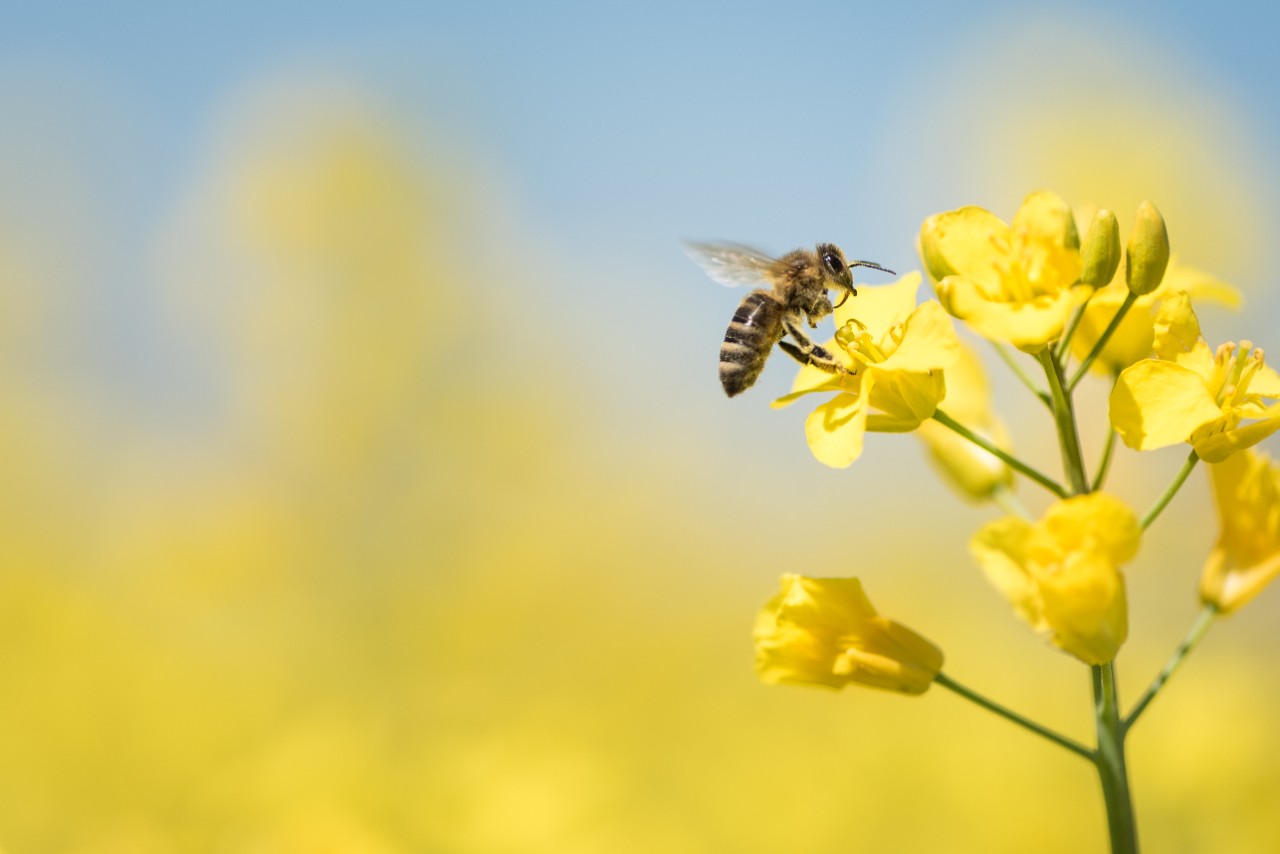 Honey-bee-collecting-pollen