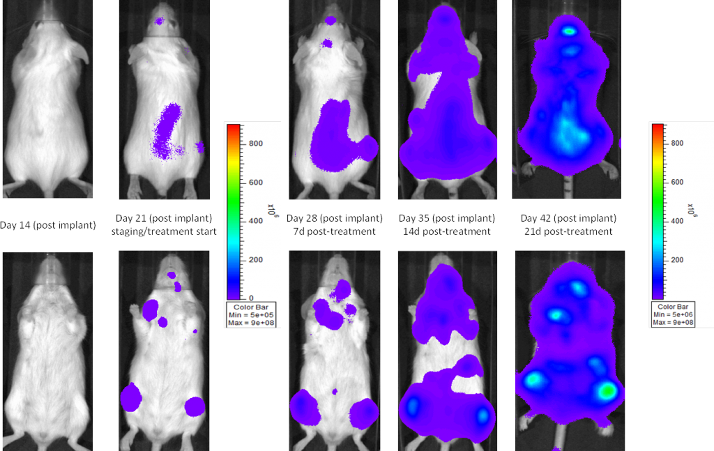 图1:SCID米色小鼠中MM.1S-pMMP-LucNeo人多发性骨髓瘤:疾病进展-载体控制的代表性图像