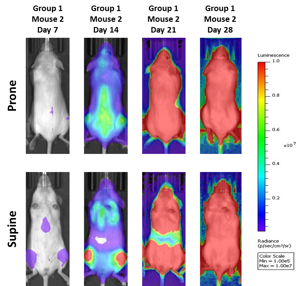 图2:NSG小鼠中MM.1S-pMMP-LucNeo人多发性骨髓瘤:疾病进展-载体控制的代表性图像