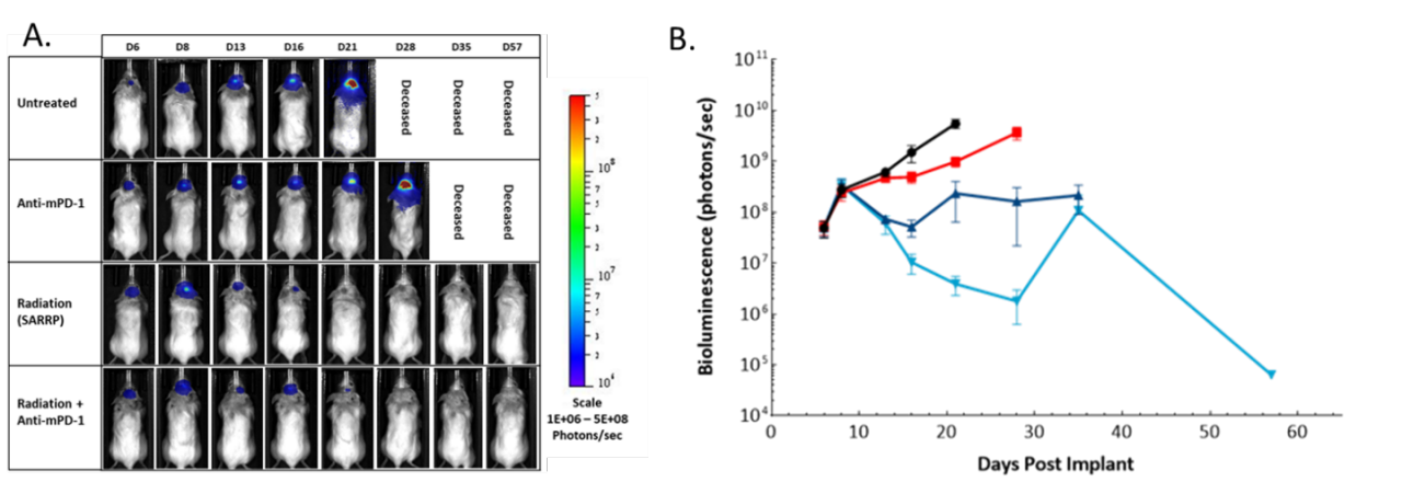 图5：局灶性辐射，抗MPD-1和组合治疗在雌性C57BL / 6白甲小鼠中颅内GL261-LUC肿瘤的影响。A.代表性的图像。B. BLI信号的定量（光子/秒）。