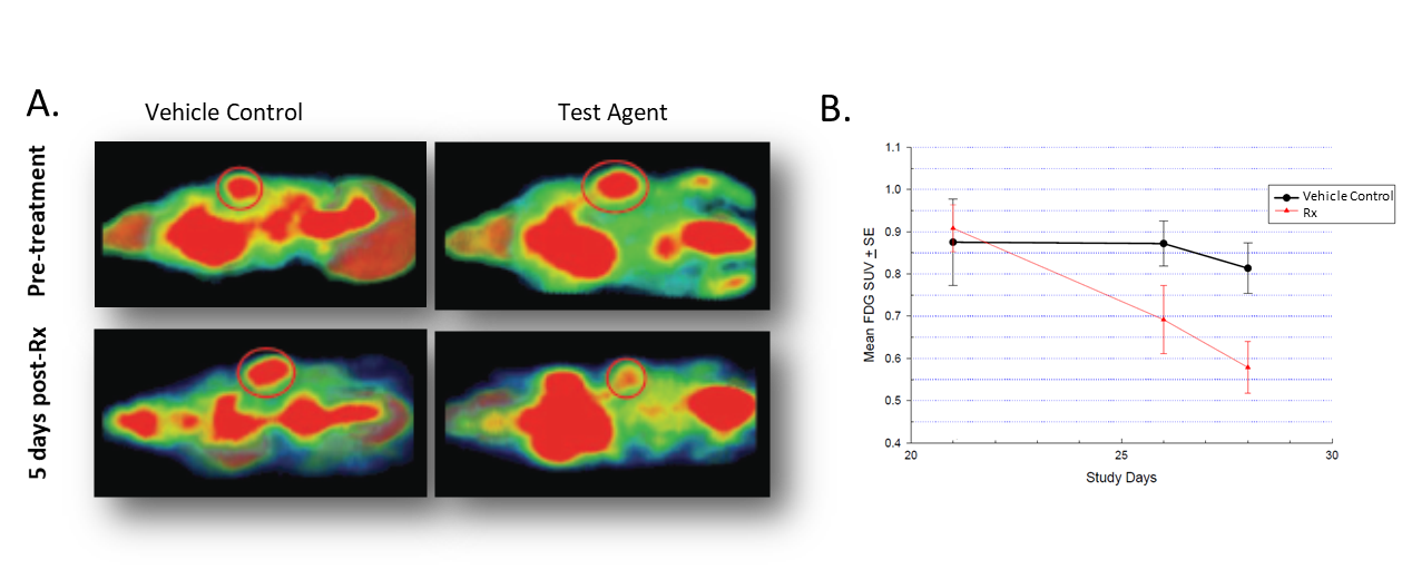 图2.治疗对Colo-205肿瘤瘤小鼠18F-FDG摄取的影响。A.治疗前后的冠状图像。B.量化肿瘤中18F-FDG积累的定量。