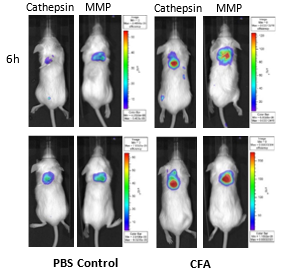 图7：BALB / C小鼠的成像用PBS和CFA浸泡的海绵植入SC，并用CAT B快速注射IV，快速750毫秒750。