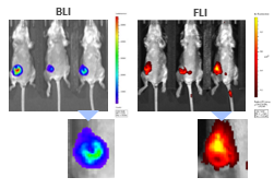 图9：4T1-LUC2-1A4肿瘤的多模成像通过BLI（左）和FLI（右）24h注射组织蛋白酶特异性ProsenetM750荧光探针后24小时。以下是相应肿瘤的特写镜头。