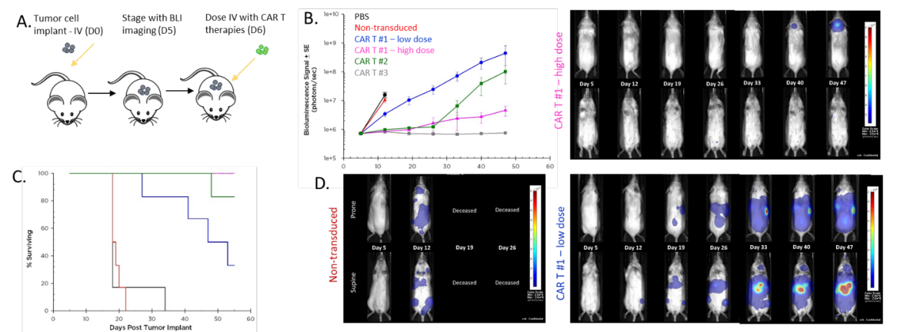 图6：Car-T治疗对人Raji-Luc-lucb细胞淋巴瘤的影响将IV注入NSG小鼠。A.肿瘤细胞接种和CAR-T治疗的示意图。B. BLI评估的肿瘤负担。C.整体生存。D.代表性的图像。