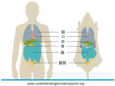 人与大鼠比较